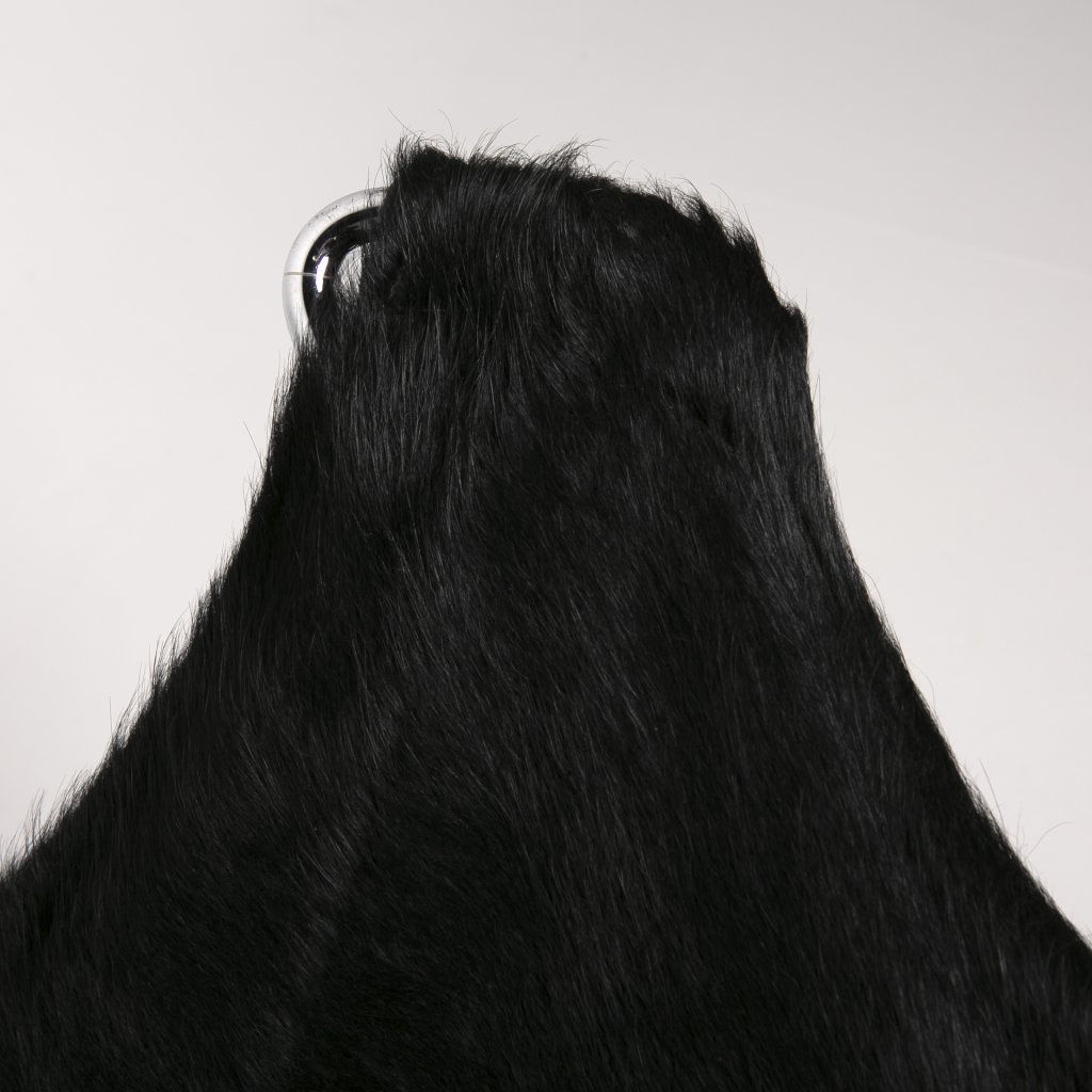 Buffalo